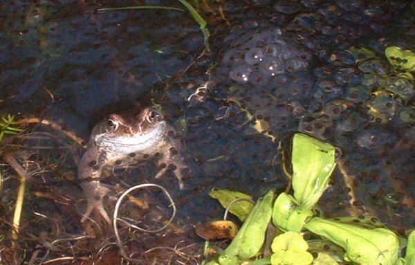 Frog and frog spawn.jpg