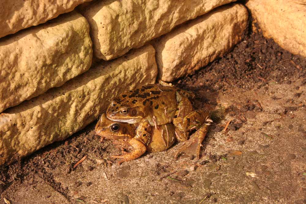 Frog in Earley garden Feb 25 2008.jpg
