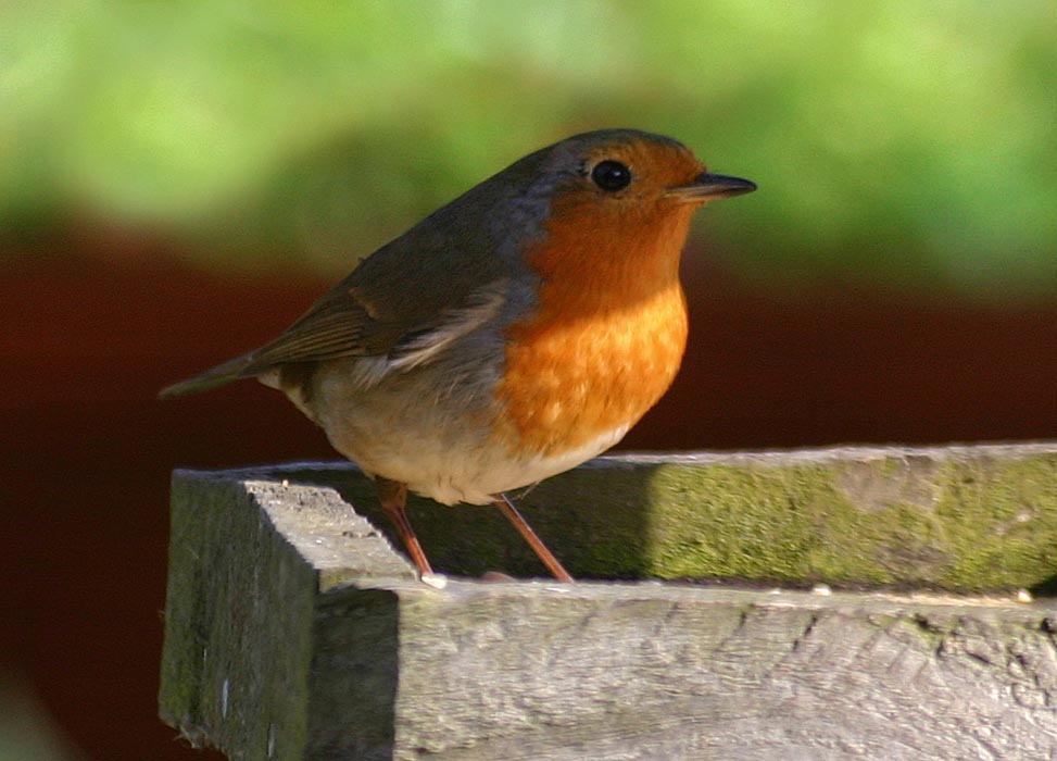 robin