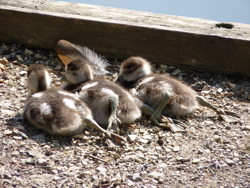 Egyptian Geese