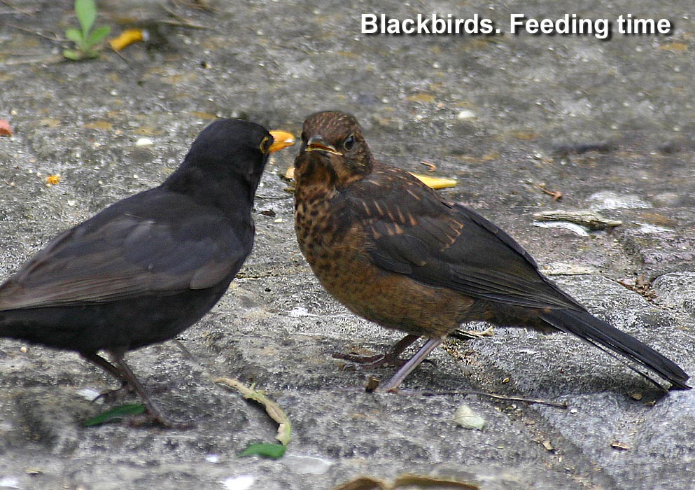 Blackbirds2EEG.jpg