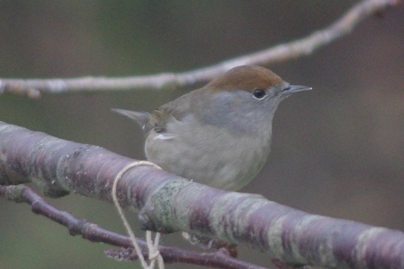 Blackcap2.jpg