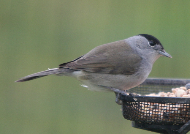 Blackcap_2 by Derek Cashen.JPG