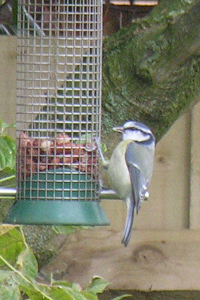 Blue Tit on Feeder.jpg