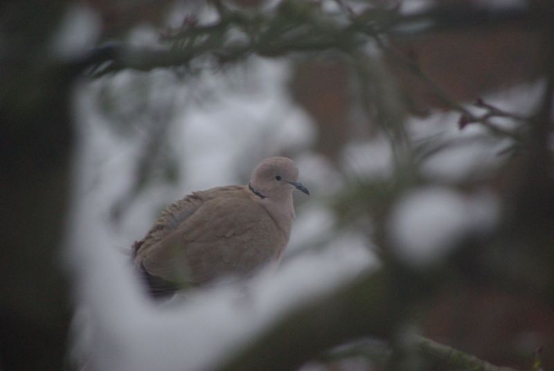 Collared Dove.jpg