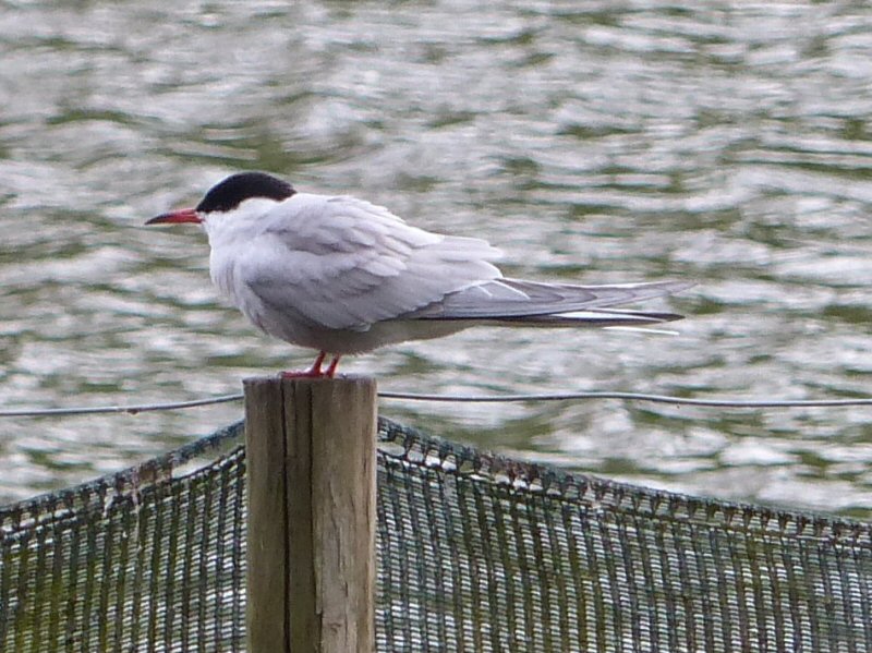 Common Tern.jpg