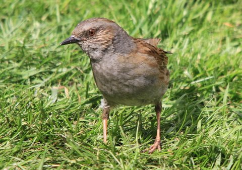 Dunnock by Derek.JPG