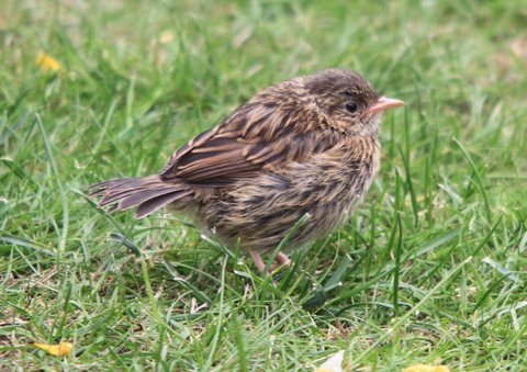 Dunnock chick 2 by Derek.JPG