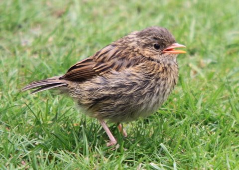 Dunnock chick by Derek.JPG