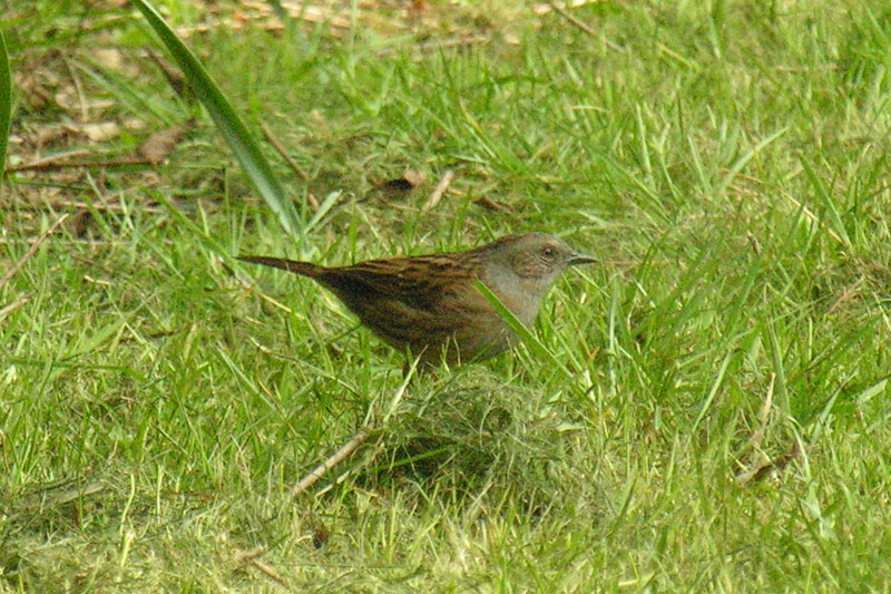 Dunnock.jpg