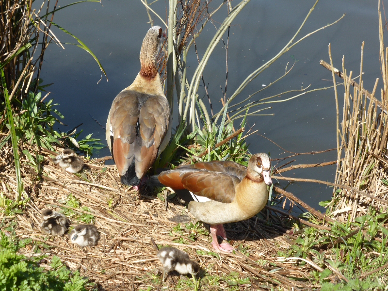 egyptian geese