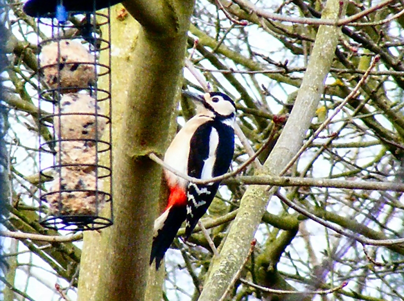Great Spotted Woodpecker by Steven Day.jpg