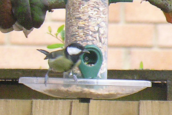 Great Tit