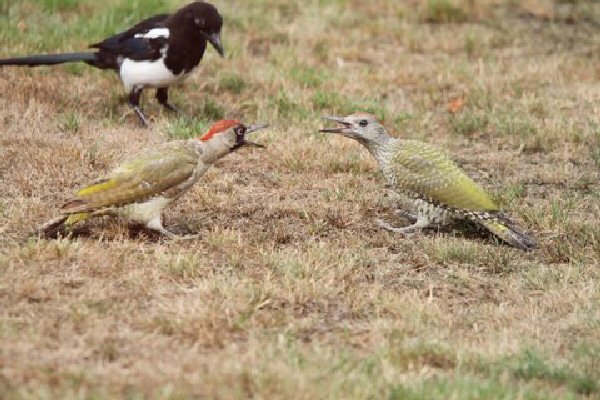 Green woodpeckers and magpie.jpg