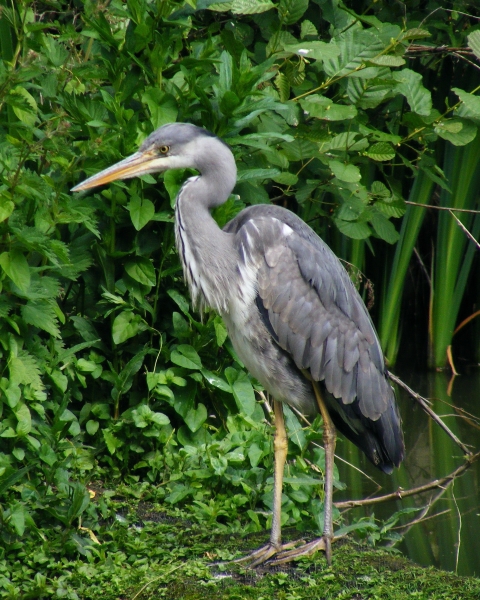 Grey Heron by Steven Day.jpg