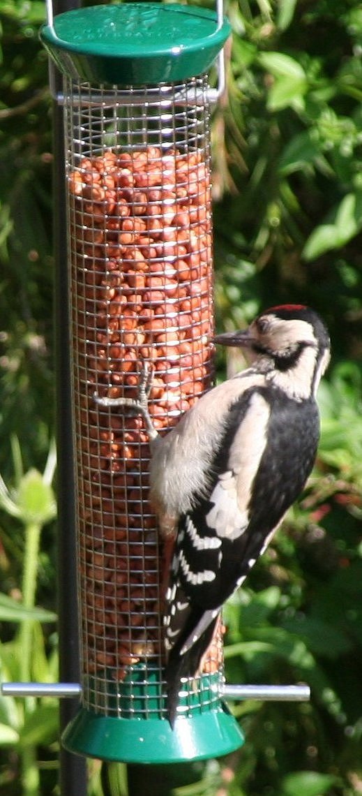 Juvenile Gt. Spotted Woodpecker, in Earley garden.jpg