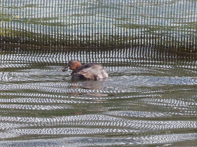 Little Grebe