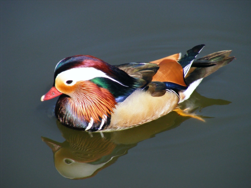 Mandarin by Steven Day.jpg