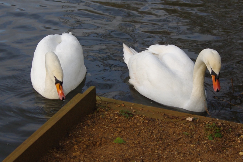 Mute Swans.jpg