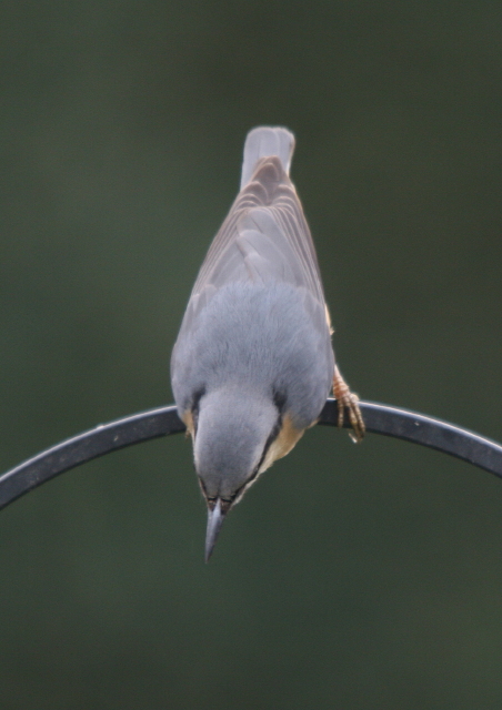 Nuthatch by Derek Cashen.JPG