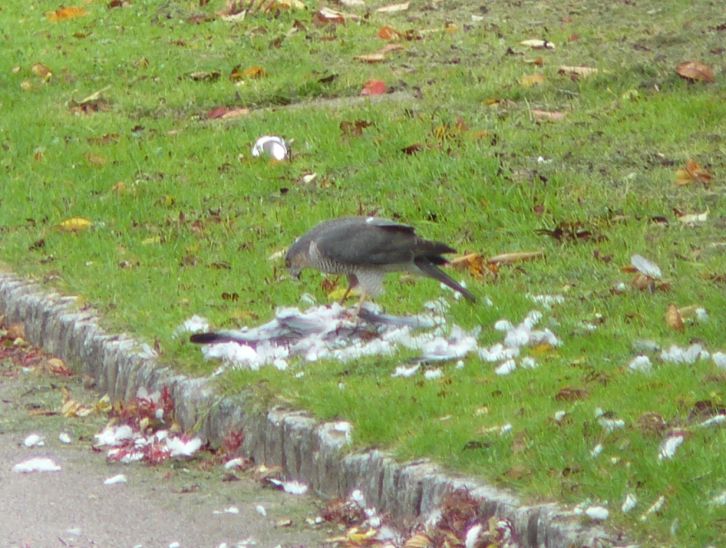 Peregrine falcon by John and Josephine Nagle in Rushall Drive.jpg