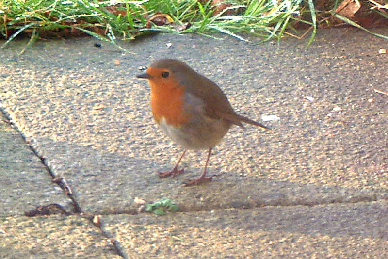 Robin on Patio.jpg