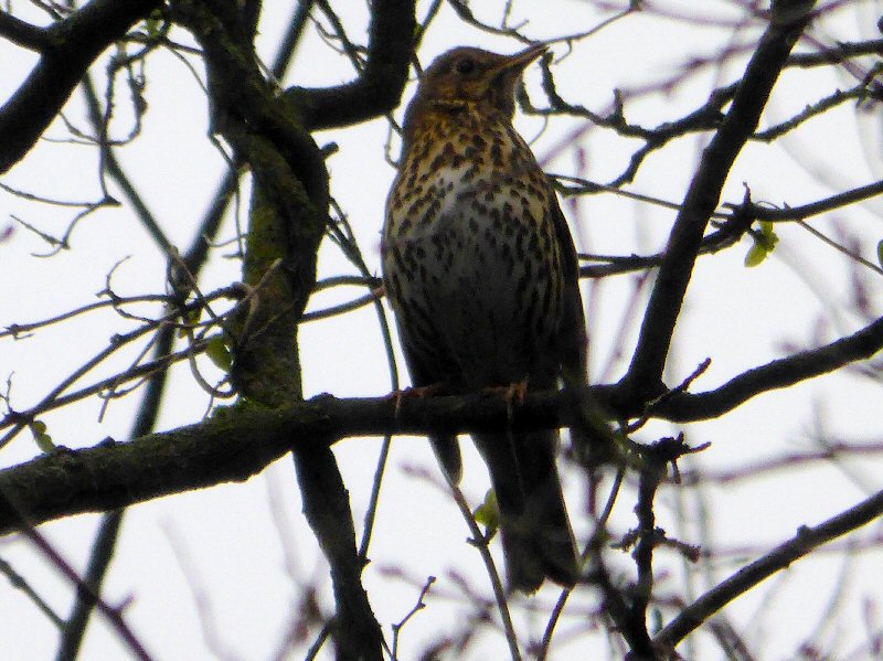 Song Thrush