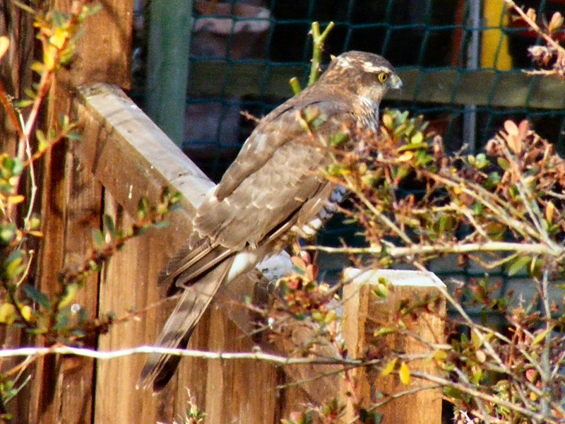 Sparrowhawk by Steven Day.jpg