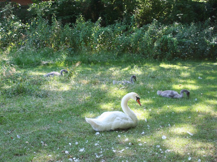 Swan and cygnets Maiden Erlegh Reserve July 15 2006.jpg