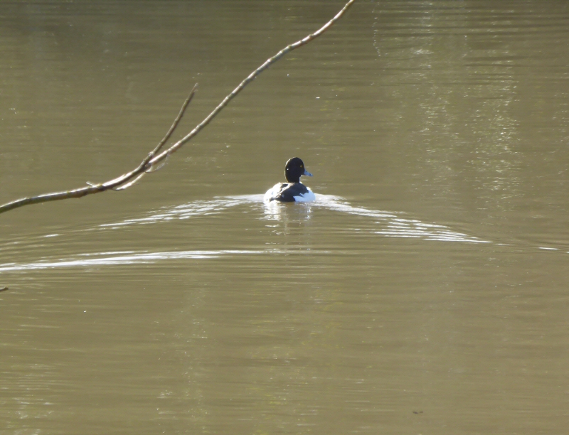 Tufted Duck on ME lake.jpg
