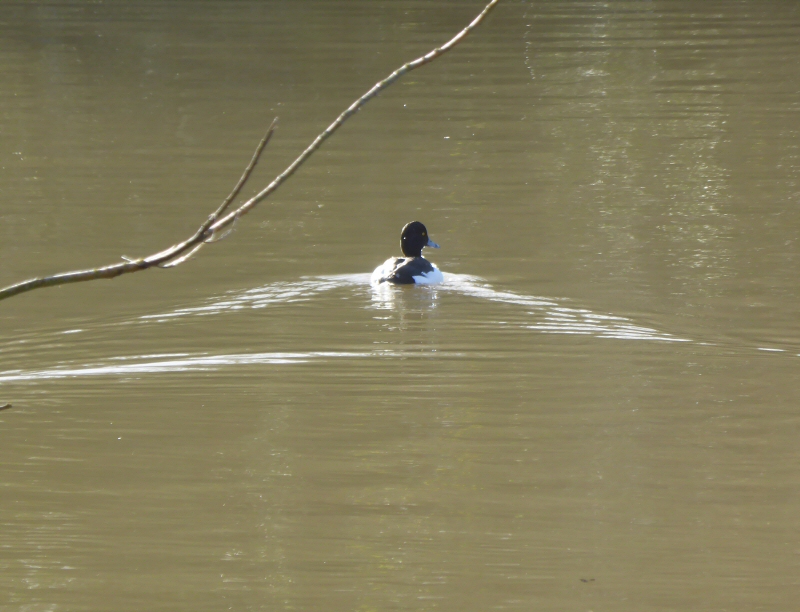 tufted duck