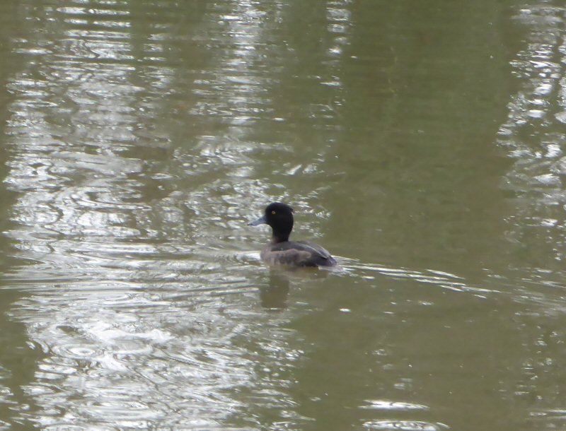 tufted duck