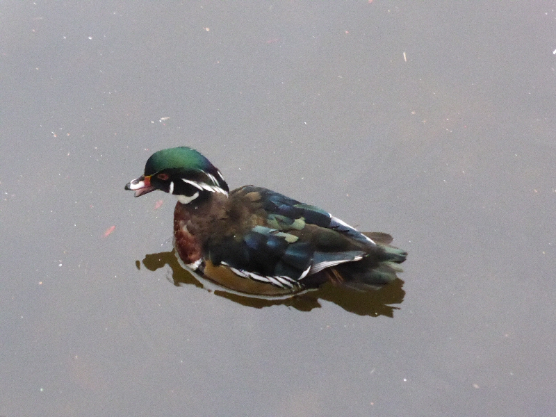 Wood Duck Maiden Erlegh Lake Dec 2015.jpg