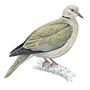 RSPB Collared Dove