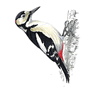 RSPB Great Spotted Woodpecker