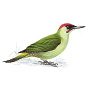 RSPB Green Woodpecker