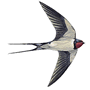 RSPB swallow