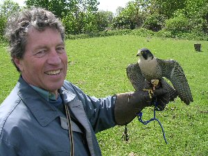 Peregrine