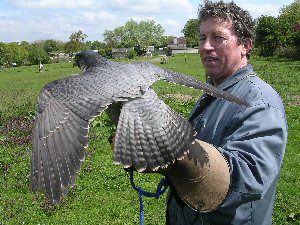 Peregrine