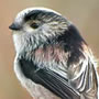 Long Tailed Tit - Click for more details