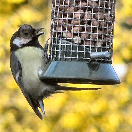 Great tit with Avian Pox lesion