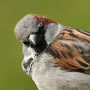 House Sparrow - Click for more details