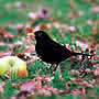 Blackbird - Click for more details