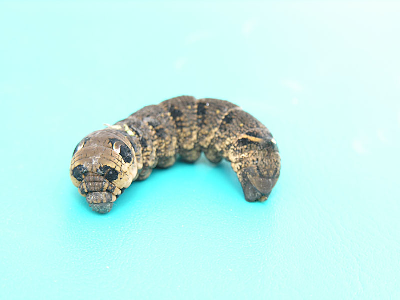 Elephant Hawk Moth Caterpillar.JPG