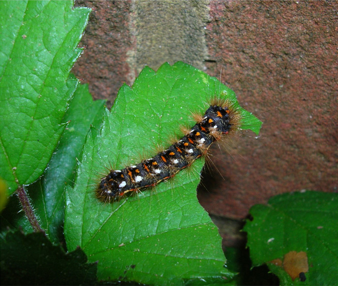 Knotgrass Caterpillar.JPG