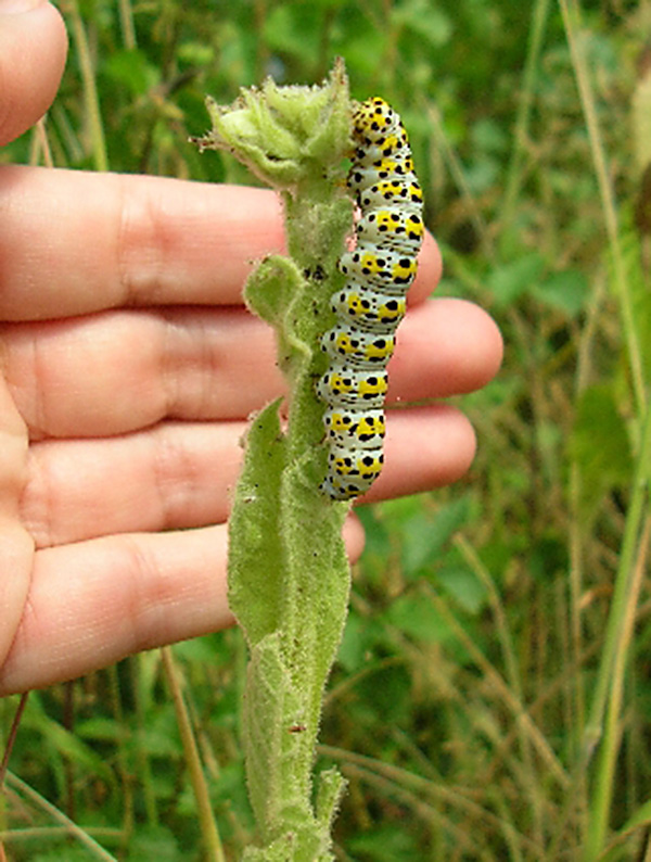 Mullein Moth Caterpillar.jpg