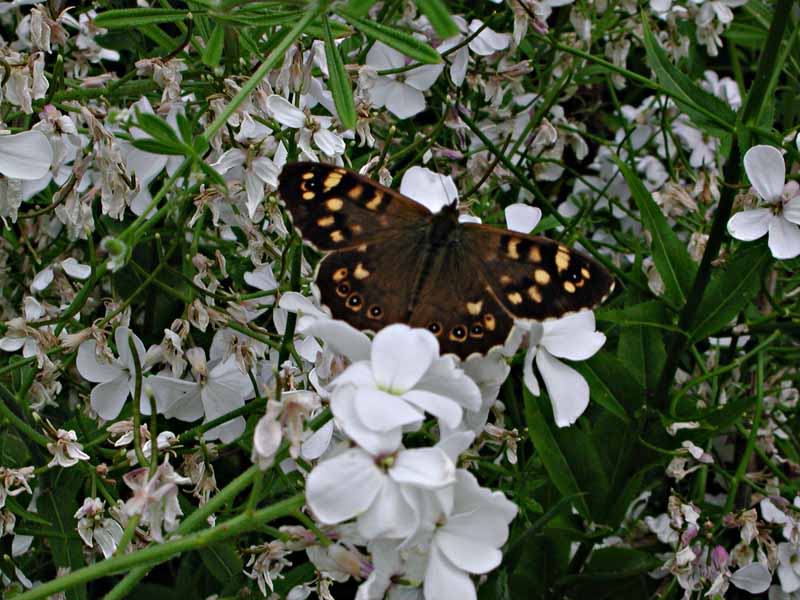 Speckled wood in ME butterfly gdn David Jupe.jpg
