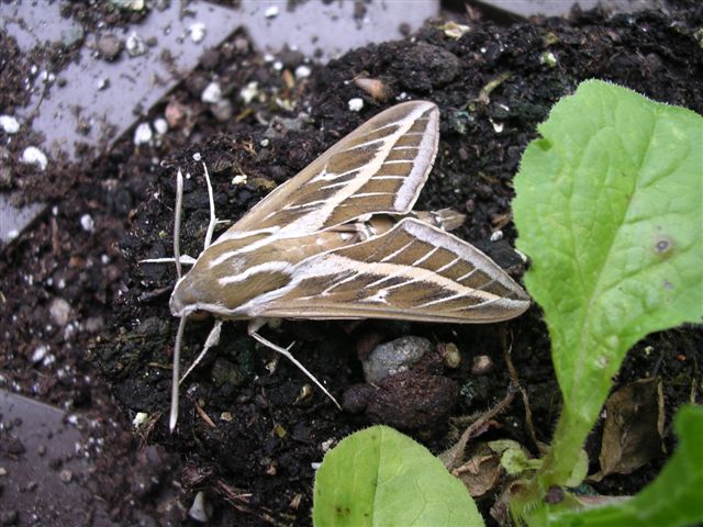 Striped Hawk Moth.jpg