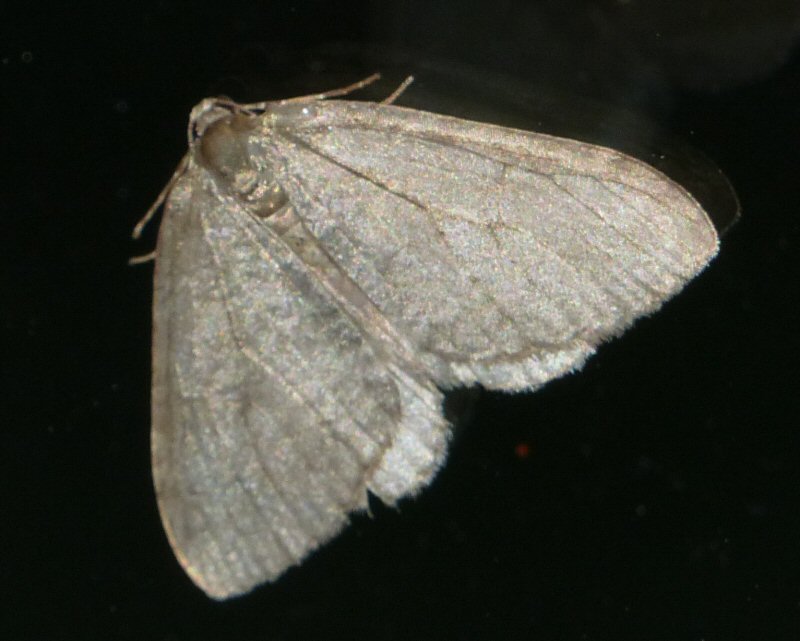 Winter moth.jpg