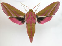 Elepahnt Hawk Moth